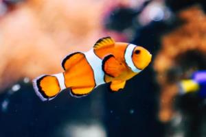 接下来，文章内容需要涵盖以下几个方面，世界杯亚洲区预选赛中国赛程